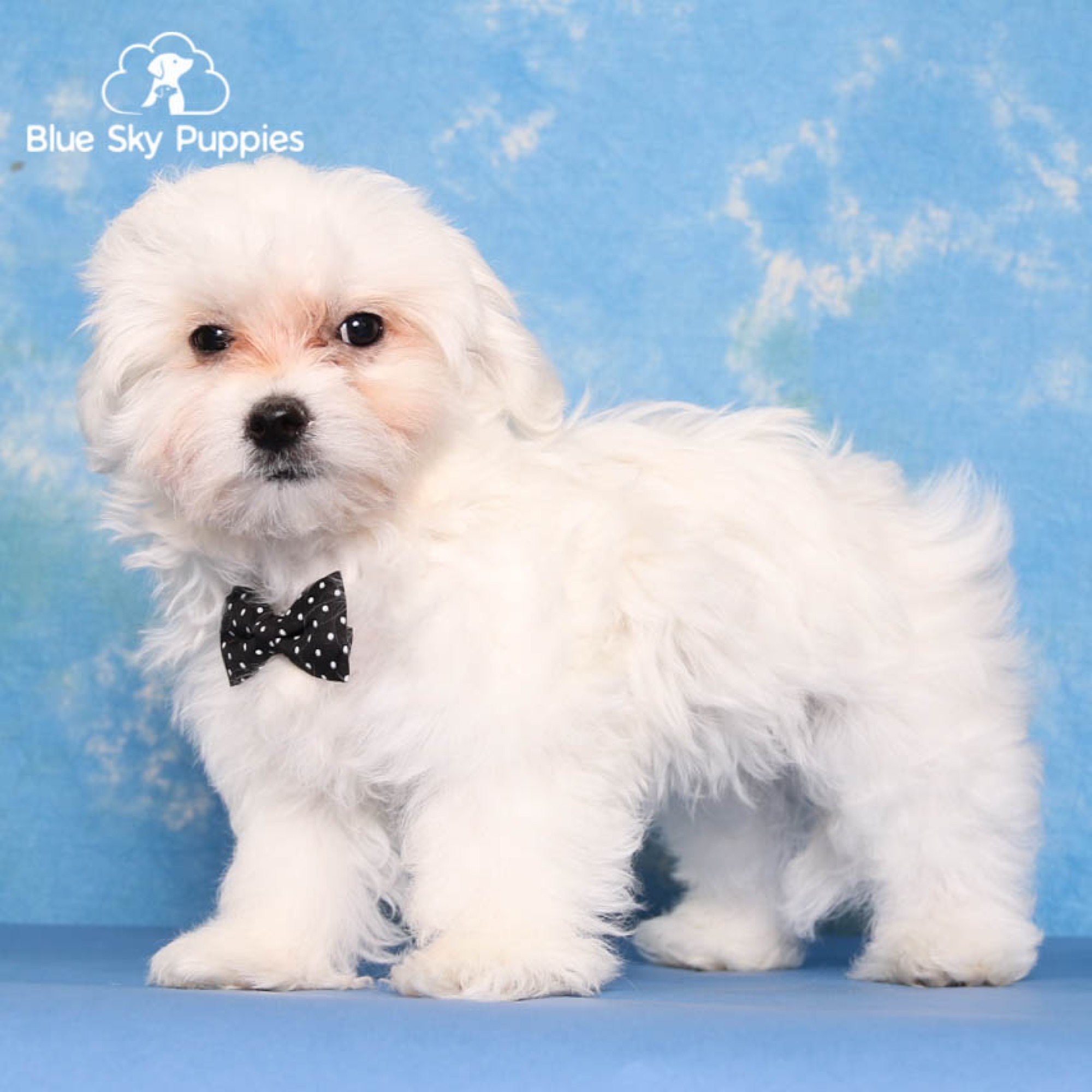 Maltese Puppies for Sale | Blue Sky Puppies