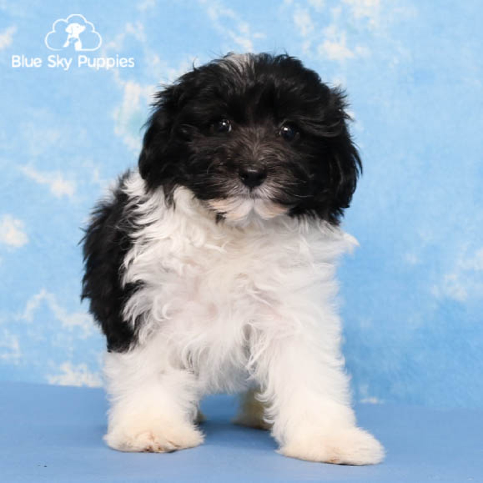 Maltipoo Puppies for Sale Blue Sky Puppies