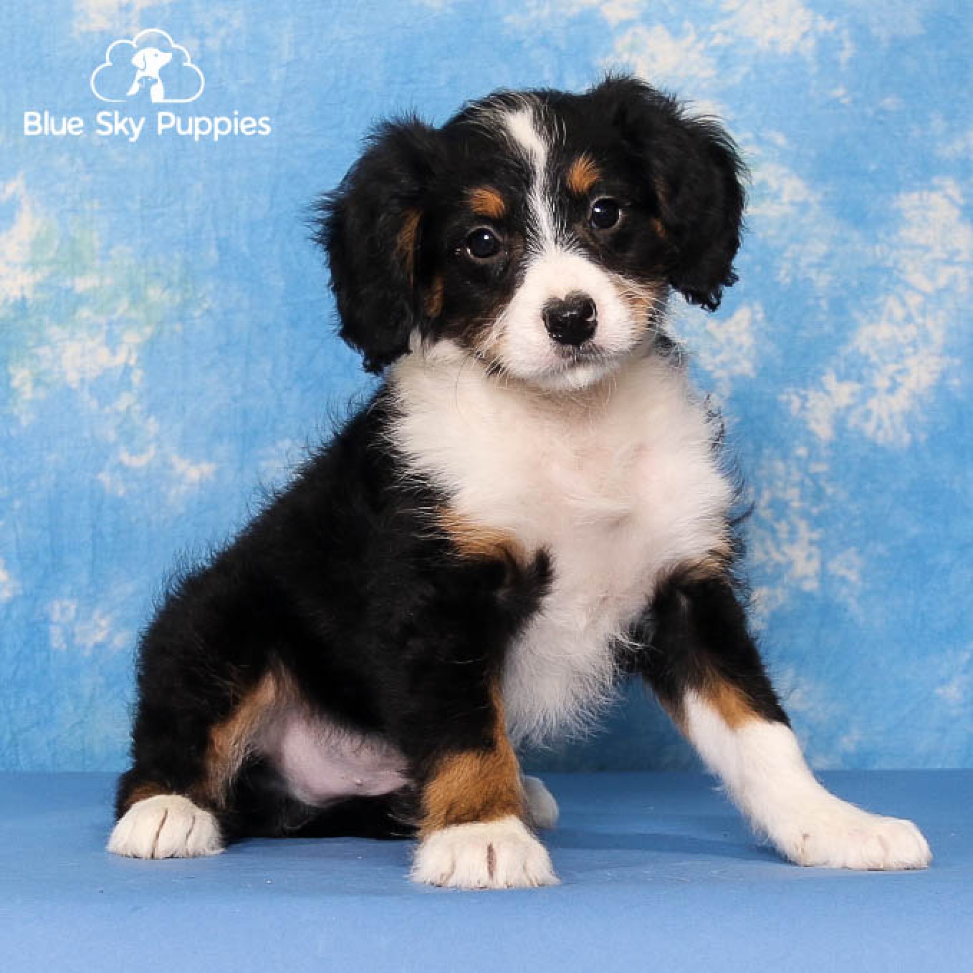 Mini Bernedoodle Puppies For Sale You Wont Believe How Cute These Fluffs Are - dw6z2se