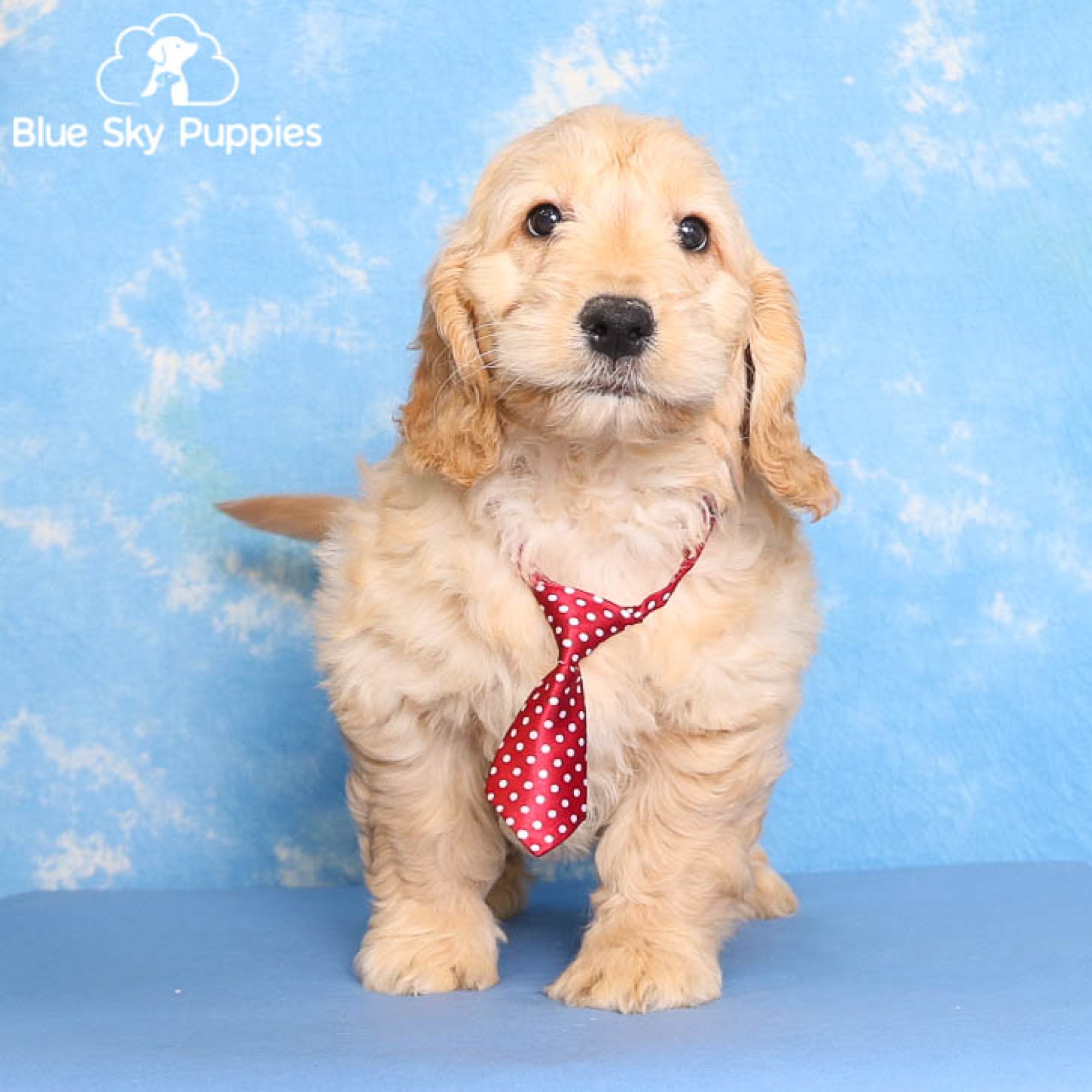Mini Goldendoodle Puppies for Sale | Blue Sky Puppies