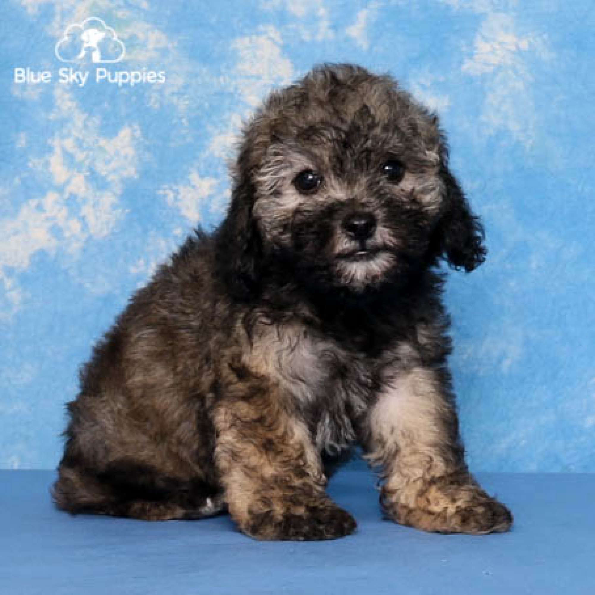 Mini Schnoodle Puppies for Sale Blue Sky Puppies