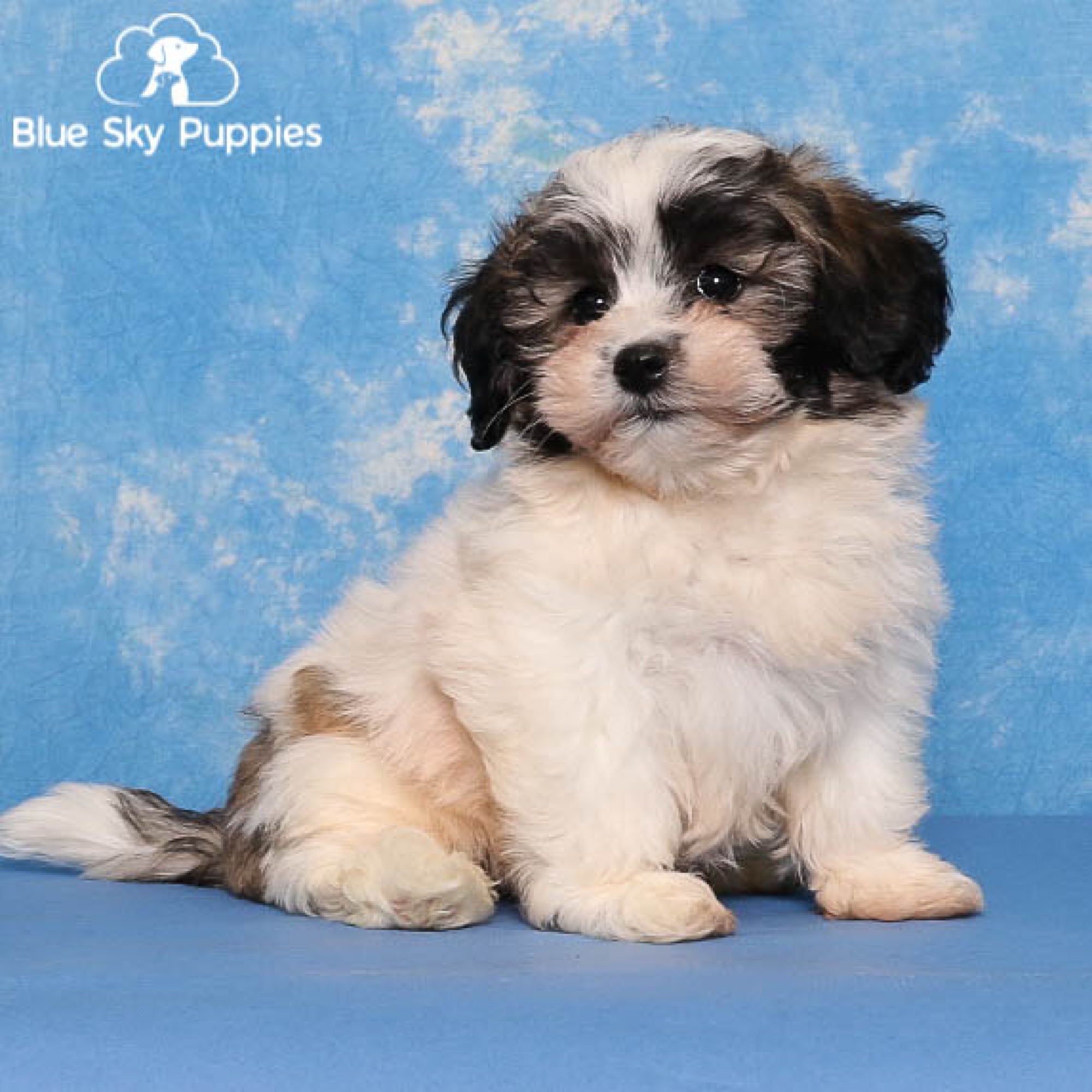 Extraordinary Blue Sky Puppies Orlando Reviews Photos