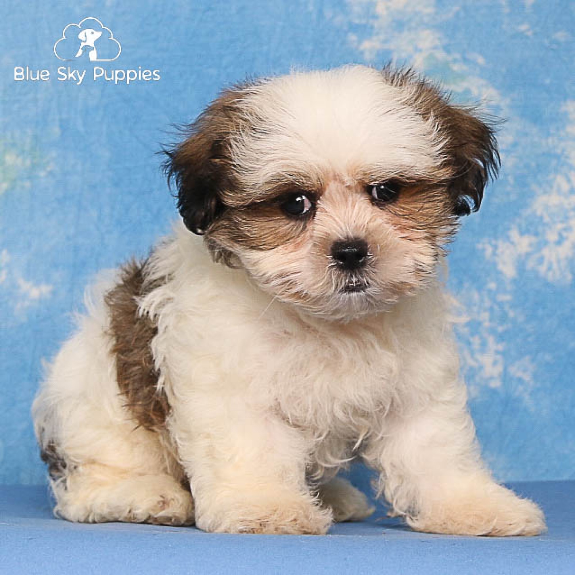 Maltishi Puppies for Sale | Blue Sky Puppies