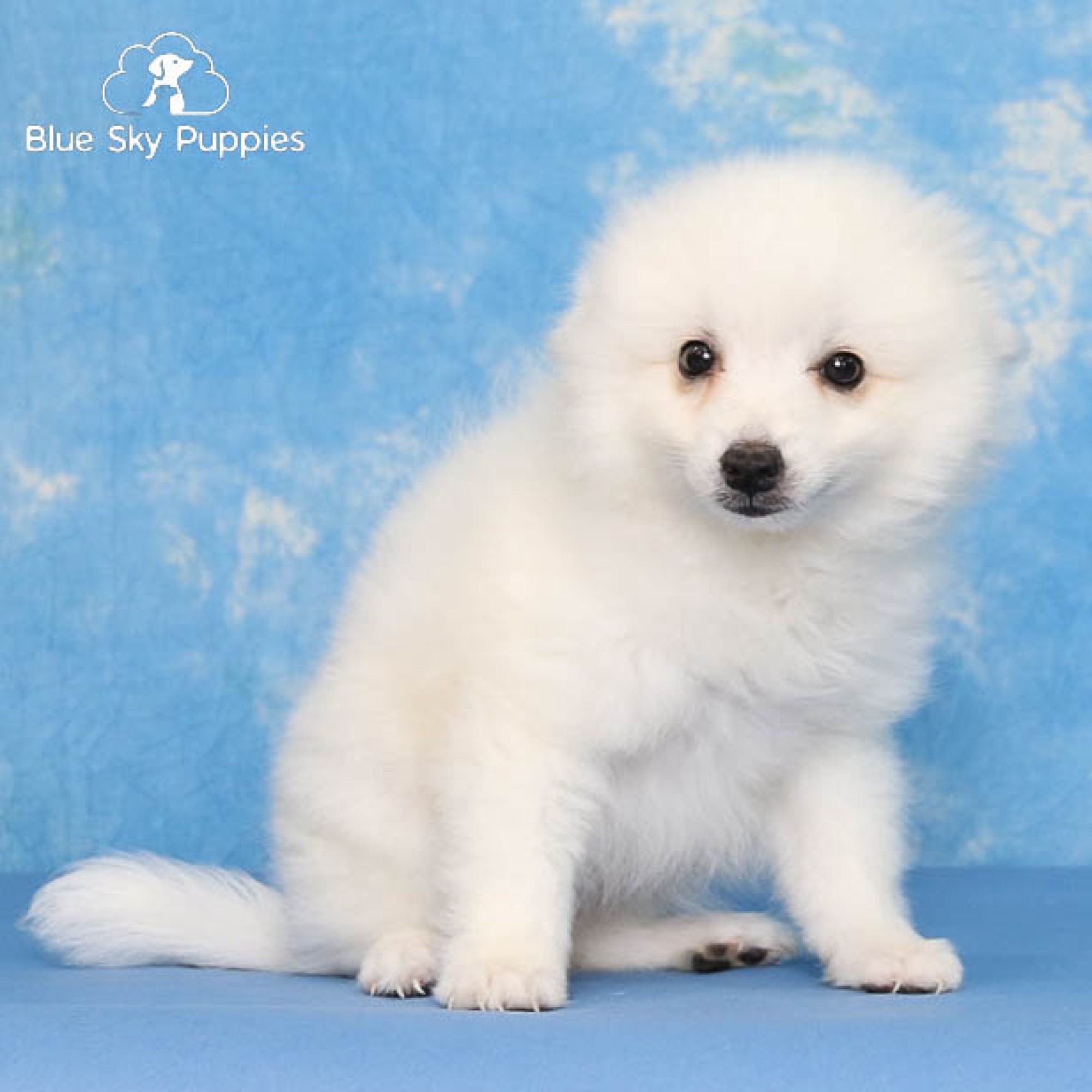 Puppies for Sale | Blue Sky Puppies