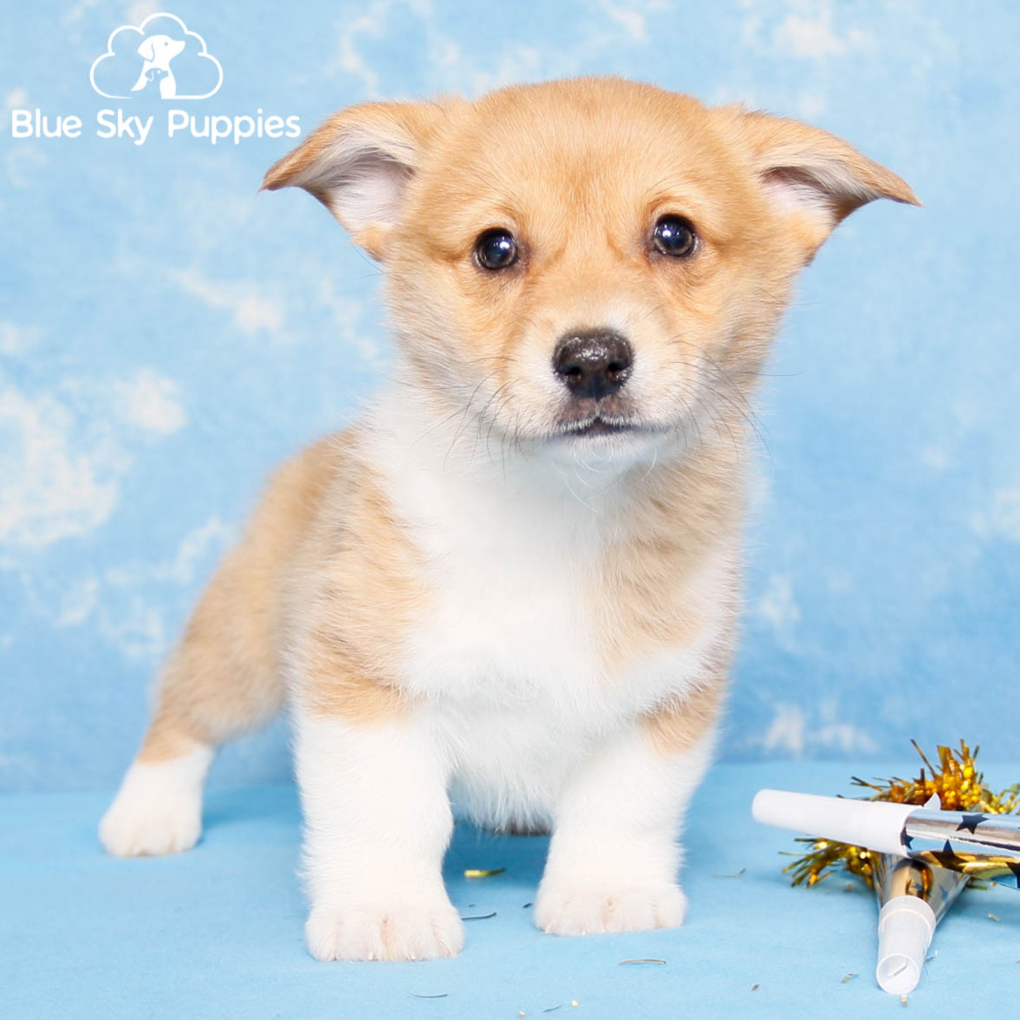 Pembroke Welsh Corgi Puppies for Sale in Clearwater | Blue Sky Puppies