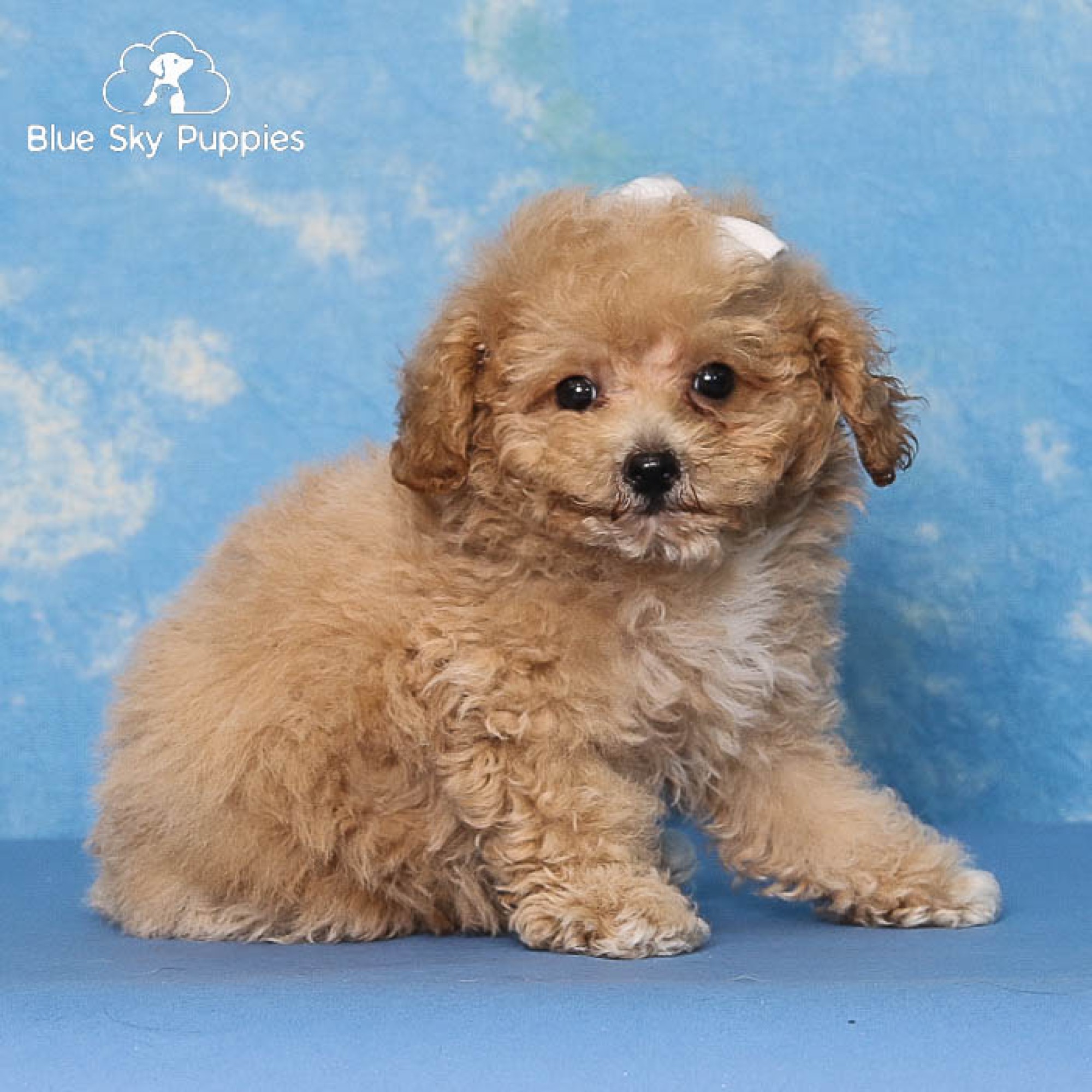 Bichonpoo Puppies For Sale Blue Sky Puppies