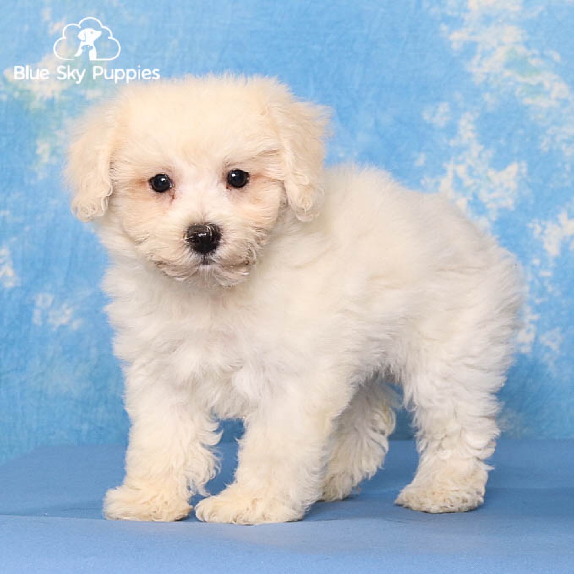 Bichonpoo Puppies for Sale Blue Sky Puppies