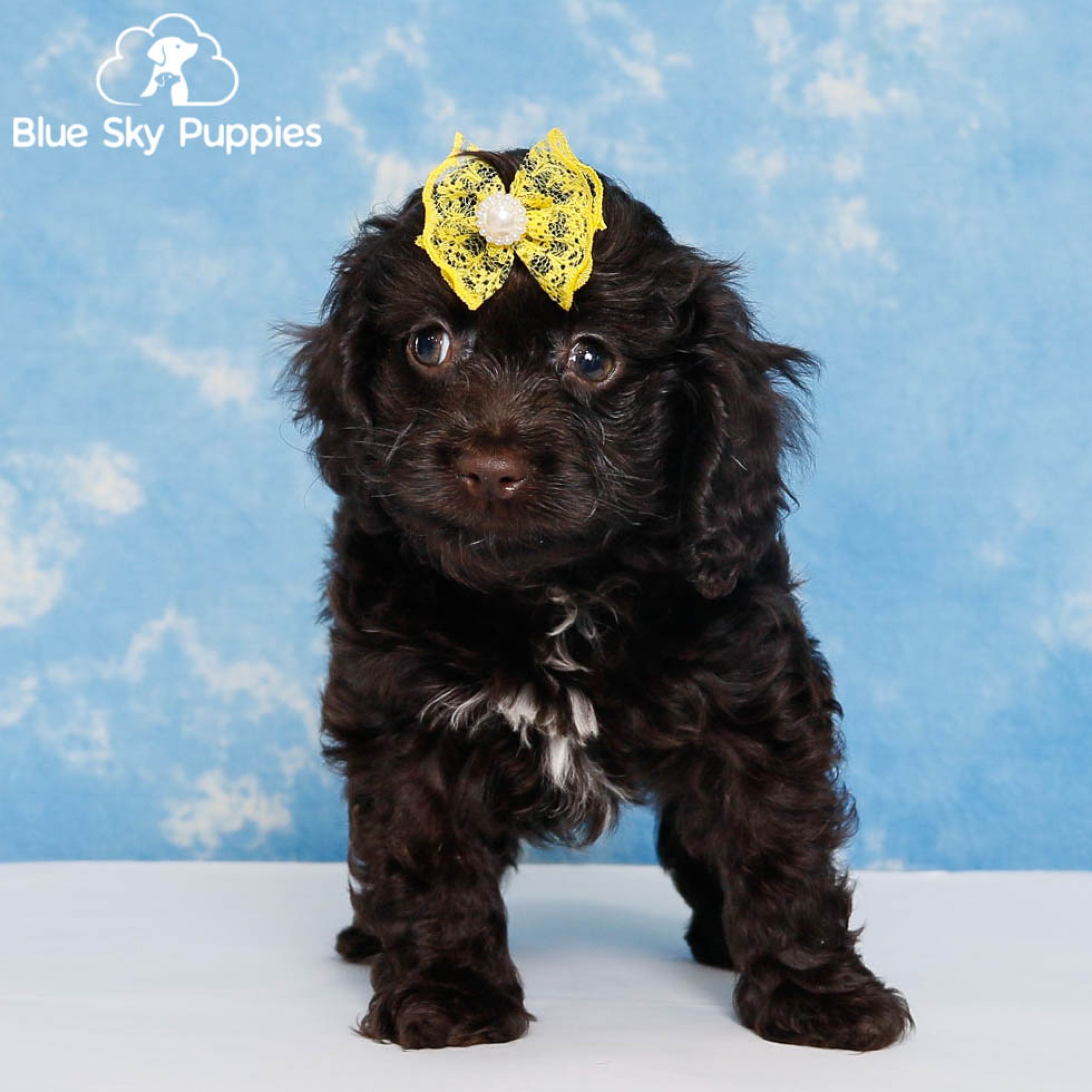 Cockapoo Puppies for Sale | Blue Sky Puppies